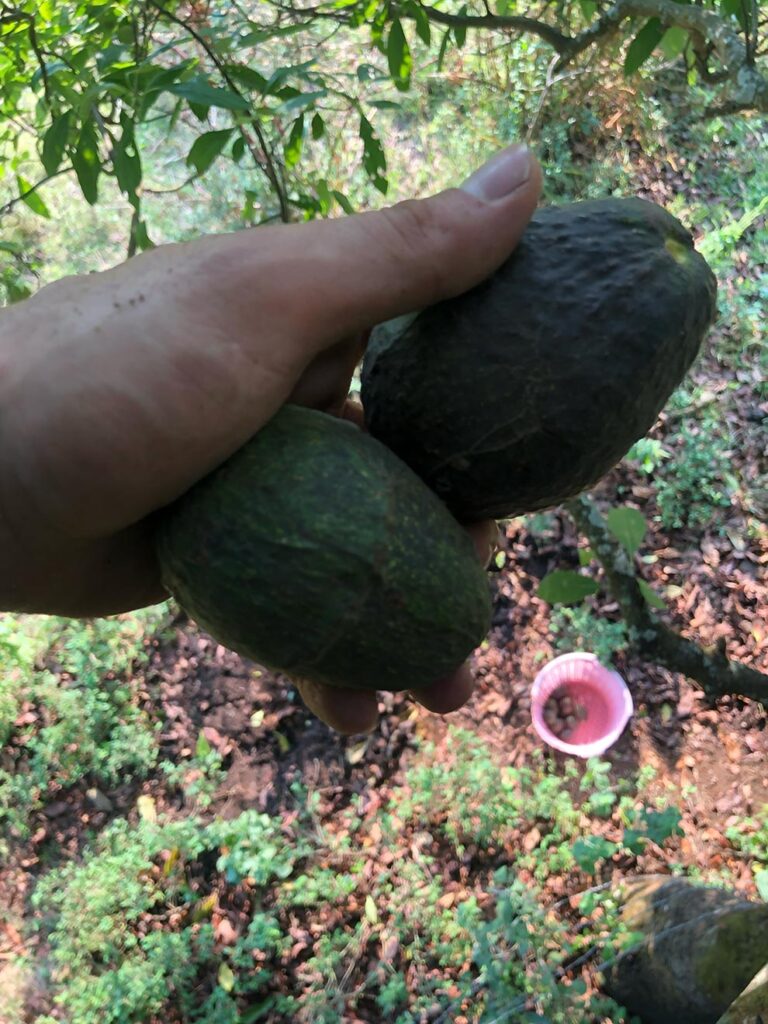 in-tree picking avocado from on top of the tree