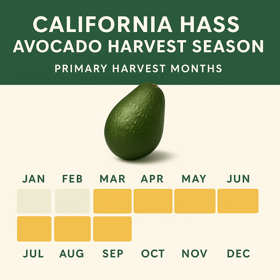 California Hass avocado harvest season is in March to September